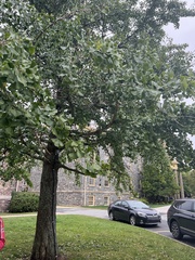 Ginkgo