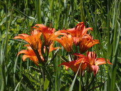 Lilium philadelphicum