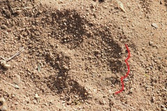 Panthera pardus pardus