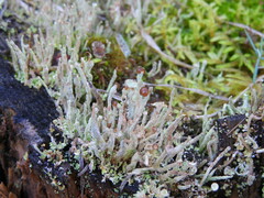 Media resource of Cladonia rei