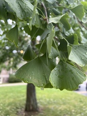 Ginkgo