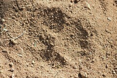 Panthera pardus pardus