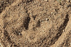 Panthera pardus pardus