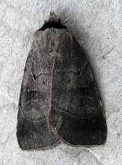 Agnorisma badinodis