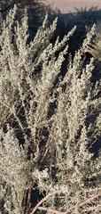 Artemisia filifolia