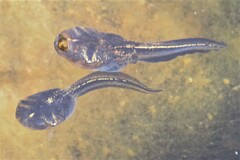 Phrynomantis annectens