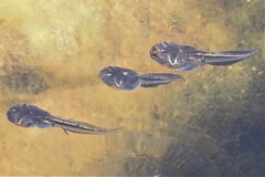 Phrynomantis annectens