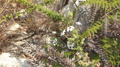 Jamesbrittenia angolensis