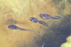 Phrynomantis annectens