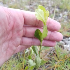 Baccharis glomeruliflora