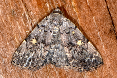 Idia aemula
