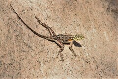 Agama planiceps