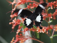 Papilio nephelus