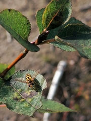 Eupeodes corollae