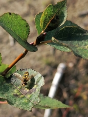 Eupeodes corollae