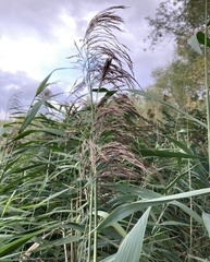 Phragmites australis