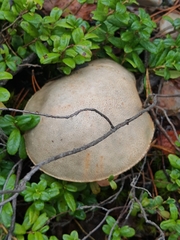 Leccinum holopus