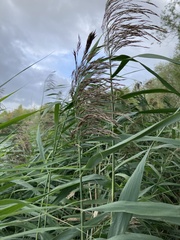 Phragmites australis