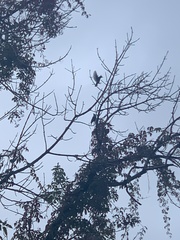 Sturnus vulgaris