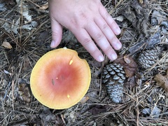 Amanita