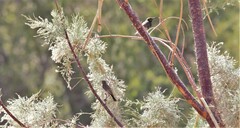 Cinnyris fuscus fuscus