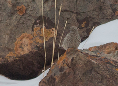 Carpodacus rubicilla