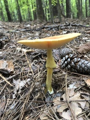 Amanita