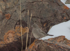 Carpodacus rubicilla