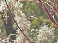 Cinnyris fuscus fuscus