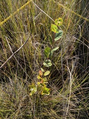 Betula pumila