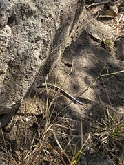 Plestiodon skiltonianus