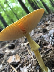 Amanita