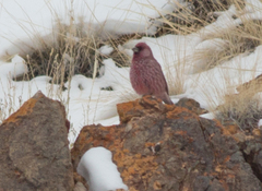 Carpodacus rubicilla