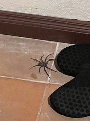 Heteropoda venatoria