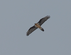 Gypaetus barbatus barbatus