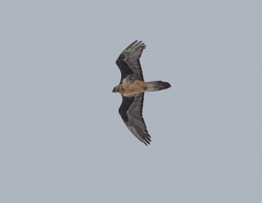 Gypaetus barbatus barbatus