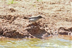 Cinnyris fuscus fuscus