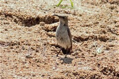 Cinnyris fuscus fuscus