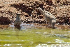 Cinnyris fuscus fuscus