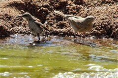 Cinnyris fuscus fuscus