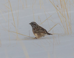 Emberiza godlewskii