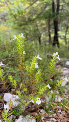 Euphrasia cuspidata