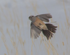 Emberiza godlewskii