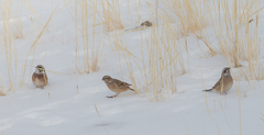 Emberiza cioides
