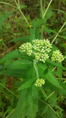 Eupatorium altissimum