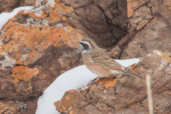 Emberiza cioides