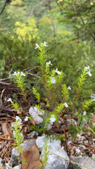 Euphrasia cuspidata