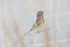 Emberiza cioides
