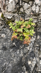 Potentilla caulescens