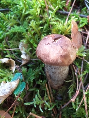 Leccinum variicolor